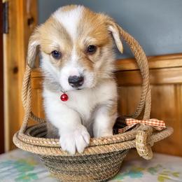 Quint Asper - Red male Pembroke Welsh Corgi puppy in Fortine, Montana from North Star Pembroke Welsh Corgi's