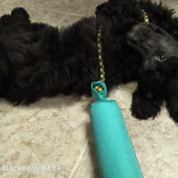 Poodle Puppies from Magnificent Standards