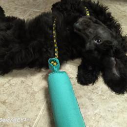 Poodle Puppies from Magnificent Standards