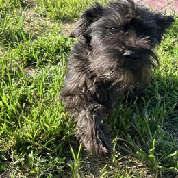 Tootsie - Miniature Schnauzer