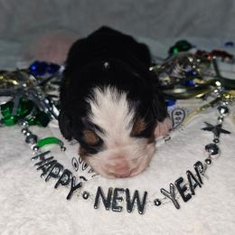 Pink Girl - Tri-color female Bernese Mountain Dog puppy in Lecanto, Florida from DBDR Berners and Saints
