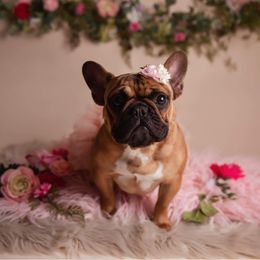 Lettie - French Bulldog