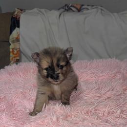 Nami - Blue merle female Pomeranian puppy in Fort Worth, Texas from Alo's Pom's