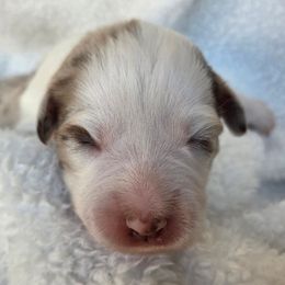 Dasher - Red merle male Australian Shepherd puppy in Anthony, Florida from Out of the Blue Aussies