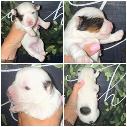 Oakley - Black & tan tri-color male Morkie puppy in Cleveland, Tennessee from Moody’s Morkies and More