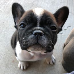 French Bulldog Puppies from Scrumptious Paws