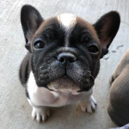 French Bulldog Puppies from Scrumptious Paws