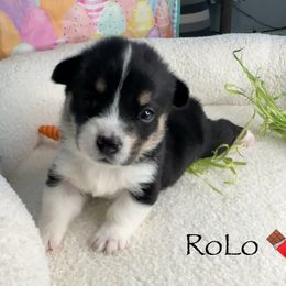 Pembroke Welsh Corgi Puppies from Coastal Corgis