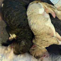 Aussiedoodle puppies from Doodle Dandy Bernedoodles & Aussiedoodles