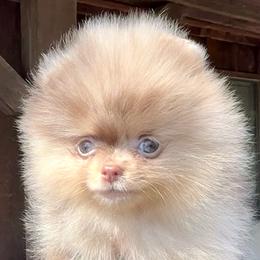 Milkway - Chocolate merle male Pomeranian puppy in Coleman, Oklahoma from Pretty Poms