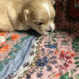 Boy 2 - Cream male Maltipoo puppy in Mooresville, North Carolina from Clearview Canines