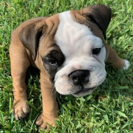Bulldogs from Frankie's Bulldogs