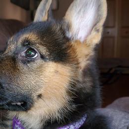 German Shepherds from Strittmater Kennels