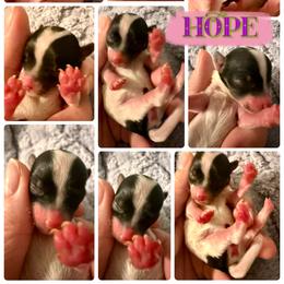 Hope - Chocolate, tan and white female Yorkshire Terrier puppy in Tangipahoa County, Louisiana from Riche’ Louisiana Yorkies