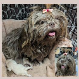 Christy - Shih Tzu