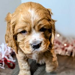 Cocker Spaniel puppies from HoneyCoop’s