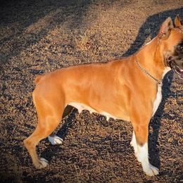 Stella - Boxer