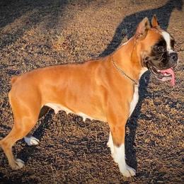 Stella - Boxer