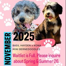 Bernedoodle puppies from Peach & Pawmetto Doodles