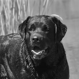 Shiv - Labrador Retriever