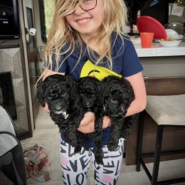 Poodle Puppies from Reuter Clan Poodles