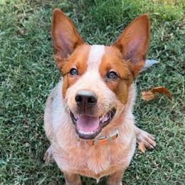 Australian Cattle Dogs and German Shorthaired Pointers from Red Clay Kennels