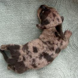 Male - Chocolate and cream male Dachshund puppy in El Campo, Texas from Creamer Creek Kennel