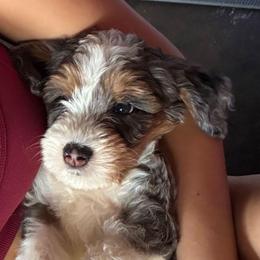 Beau - male Golden Mountain Doodle puppy in Palestine, Texas from KK's Doodle Bunch