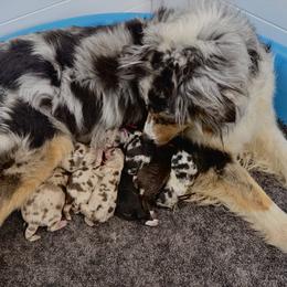 Boy 4 - male Australian Shepherd puppy in Dundee, Ohio from Aussies Of Circle H