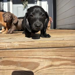 Smooth boy - Black male Dachshund puppy in Runge, Texas from Broken Diamond J Farms