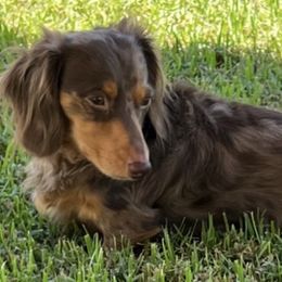 Dachshunds from Tammy's Dachshunds