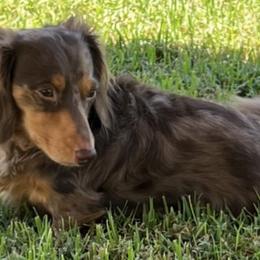 Dachshunds from Tammy's Dachshunds