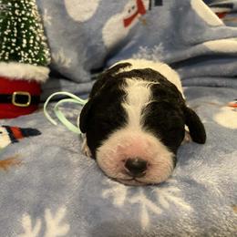 Mistletoe - Parti female Goldendoodle puppy in Orange Park, Florida from Evergrace Farm Doodles