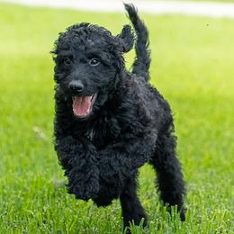Mr Purple - Black male Goldendoodle puppy in New Caney, Texas from New Caney Doodles