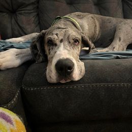 Great Dane All Grown Up from Blue Dane Ridge
