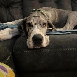 Great Dane All Grown Up from Blue Dane Ridge