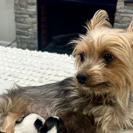 Rose - Yorkshire Terrier