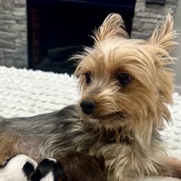 Rose - Yorkshire Terrier