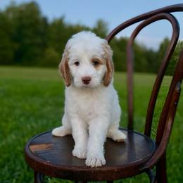 Freddie - Parti male Goldendoodle puppy in Stanford, Kentucky from Holloway Goldendoodles