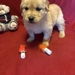 Teddi - Golden female Golden Retriever puppy in Grant County, Indiana from On The Sunny Side Pavey Farms