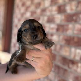 Girl 2 - Cream female Dachshund puppy in Deming, New Mexico from FoxieDoxies of New Mexico