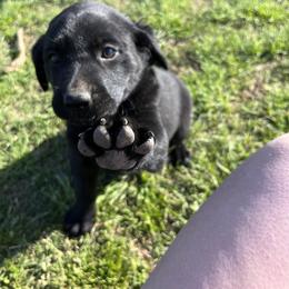 Labrador Retriever Puppies from J and D Retrievers