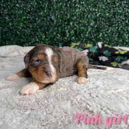 Pink girl - Blue merle female Bernedoodle puppy in Modesto, California from Two Doods Doodles