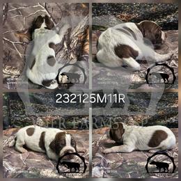 Boy 232125M11R - Liver and white male German Shorthaired Pointer puppy in Moyie Springs, Idaho from Wier Farms GSP