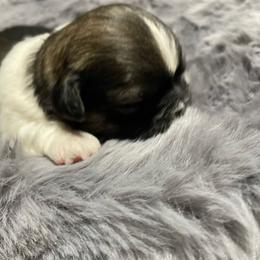 Puppy 3 - Liver and white male Shih Tzu puppy in Kingsley, Michigan from Joseph's Shih Tzus