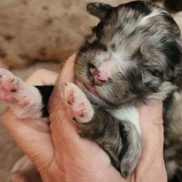 Thorn - Blue merle male Aussiedoodle puppy in Mount Clare, West Virginia from Pineview Farms Australian Shepherds