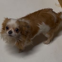 Chihuahua puppies from Heartland Pomeranians and Chihuahuas