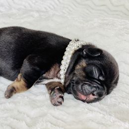 French Bulldog Puppies from Frenchie Paws