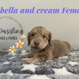 Izzy - Fawn (isabella) and cream female Dachshund puppy in Kissimmee, Florida from Dazzling Frenchies and Doxies