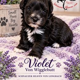 Darla AKC - Black female Miniature Schnauzer puppy in Pelzer, South Carolina from Schnauzer Heaven Von Longbach